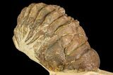 Bargain, Crotalocephalina Trilobite - Foum Zguid, Morocco #84706-3